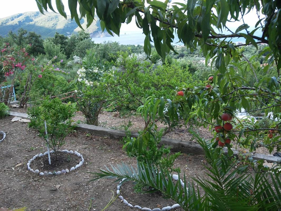 Vila Pogled Petrovac Ngoại thất bức ảnh